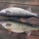Blue Walleye