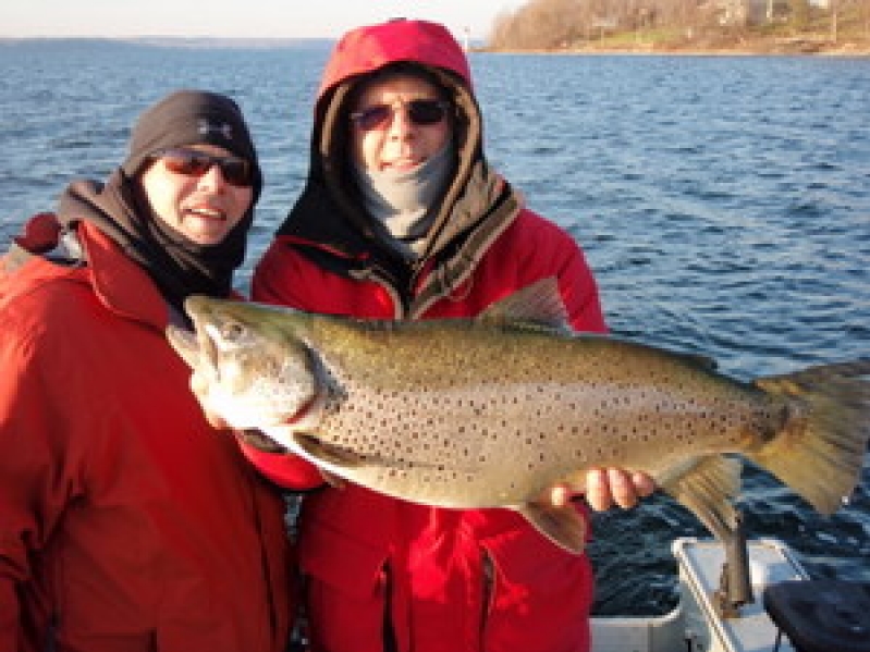 16.5lb. Brown Trout Caught on Bay of Quinte