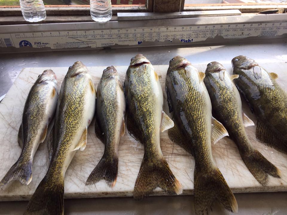 Walleye Must Love the Extra Water